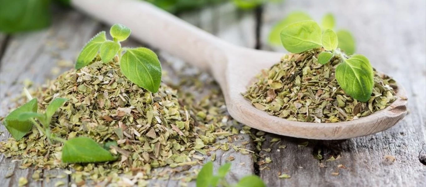 Αιθέριο έλαιο ρίγανης: Το φυσικό «όπλο» που καταπολεμά τις ιώσεις